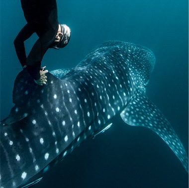 Под водой с китовой акулой